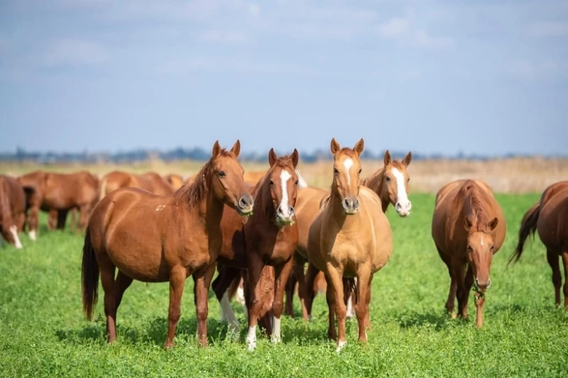 Five Karabakh horses will be sent to Turkey for the development of Chowgan