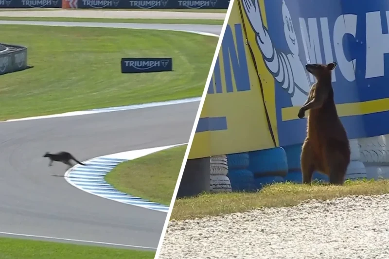 Avstraliya Qran-prisində kenqurunun trasda peyda olması MotoGP məşqini dayandırdı