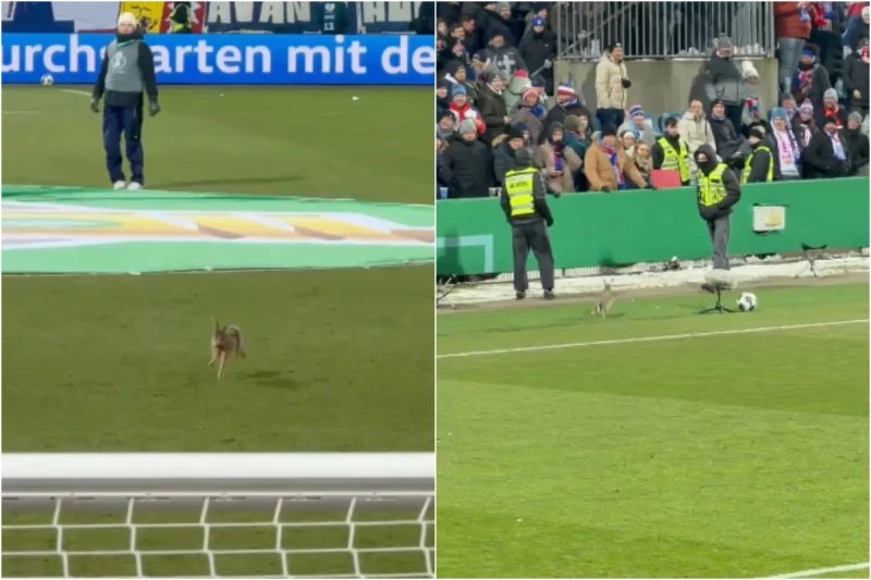 Rabbit on the field causes laughter in German Cup, Stuttgart advances to semi-finals