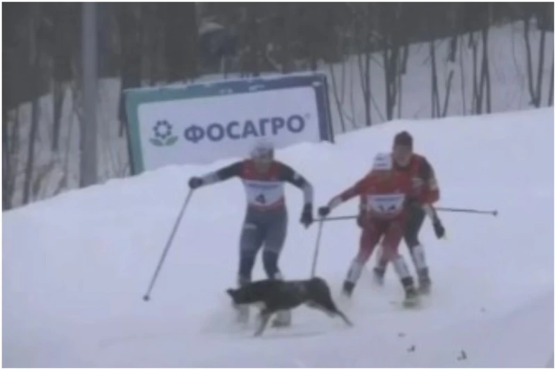 Dog knocks down skiers in ski race in Russia: Athlete injured