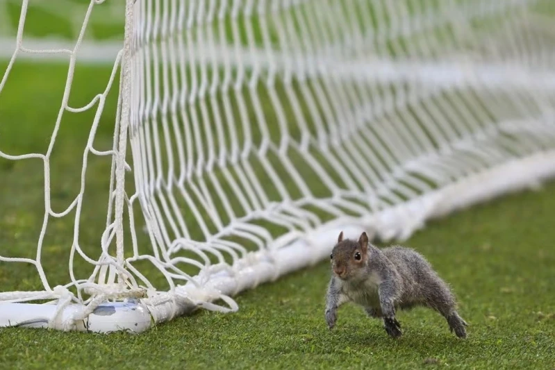 Sincap Hull City - Bristol Maçında Sahaya Atladı - VİDEO