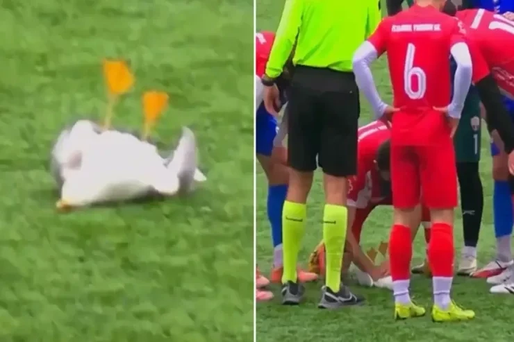 В Турции вратарь попал мячом в чайку: птицу спасли, команда проиграла