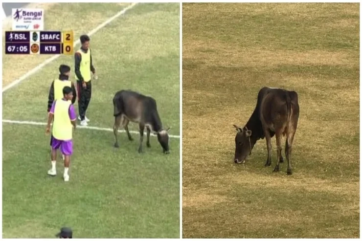Futbol maçı inek yüzünden durduruldu