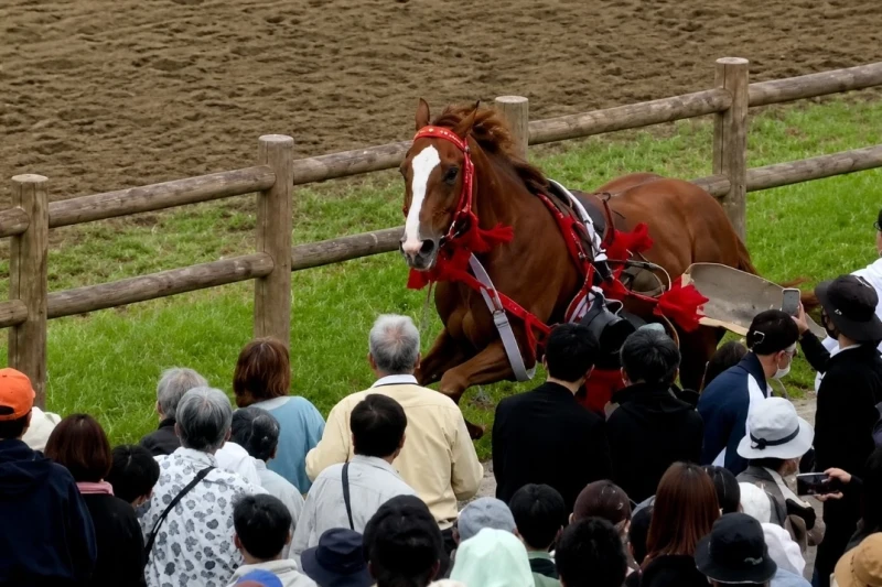 Japonya'da Soma Nomaoi festivalinde at seyircilere çarptı, altı kişi yaralandı
