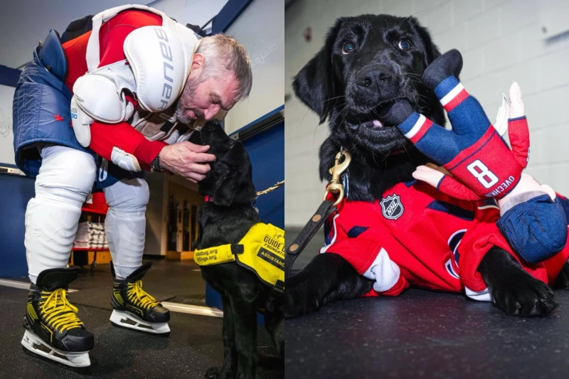 Labrador Named in Honor of Ovechkin: Ovi Will Help Veterans