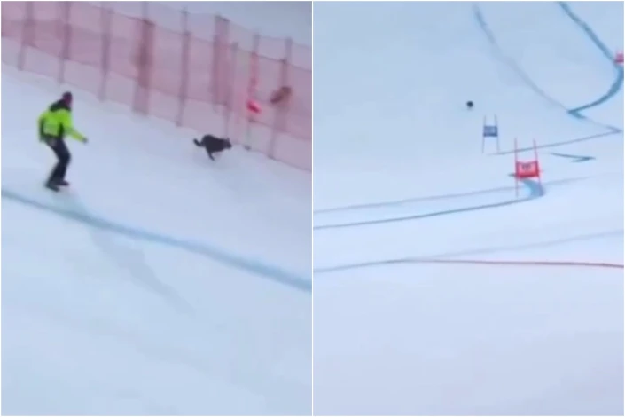 Unexpected Dog Appearance at Ski Race - VIDEO