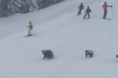 Kaliforniyada ayılar xizək trasında göründü