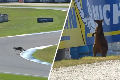 Avstraliya Qran-prisində kenqurunun trasda peyda olması MotoGP məşqini dayandırdı